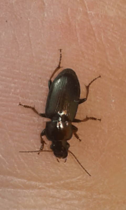 Carabidae : Harpalus sp.?  S, Harpalus cfr.  distinguendus